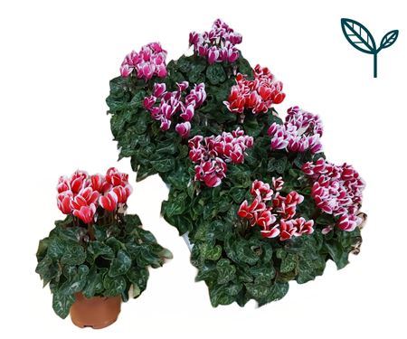 Cyclamen Compact Fantasia Mix