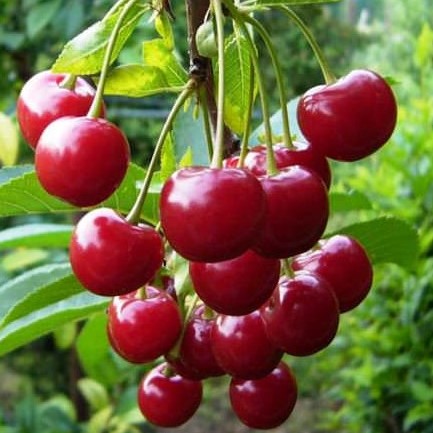 Вишня обыкновенная Молодежная