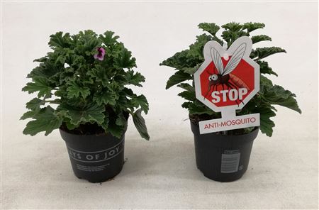 Pelargonium Orange Fizz Anti-mosquito