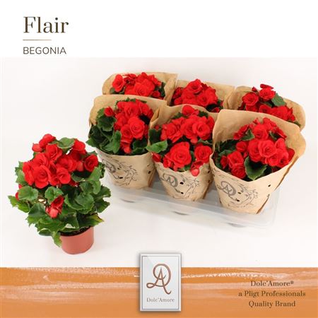 Begonia Red Kraft Sleeve (dolc'amore)