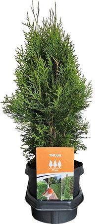 Thuja Occ Smaragd (hedgeline)