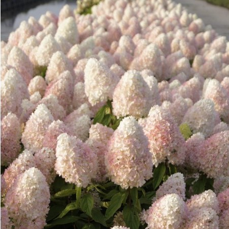 Гортензия метельчатая Мэджикал Свит Саммер в тубе