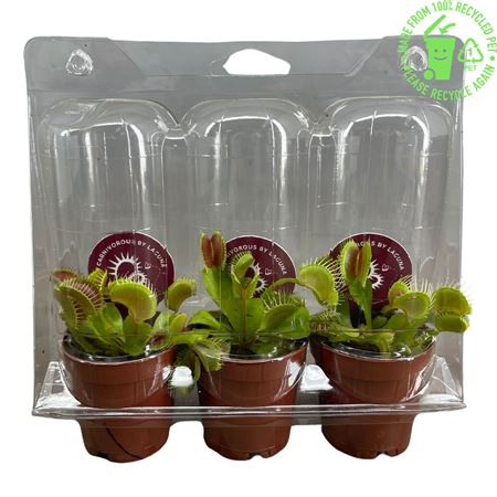Dionaea Muscipula In Blister (x3)