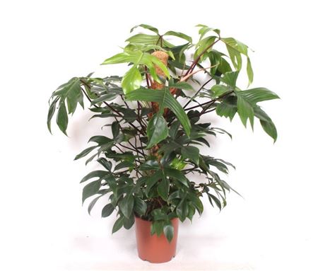 Philodendron Pedatum