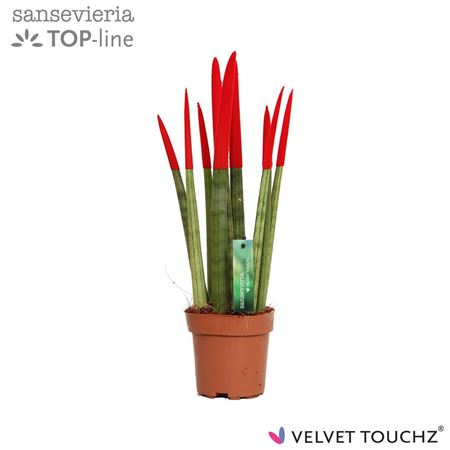 Sansevieria Velvet Red