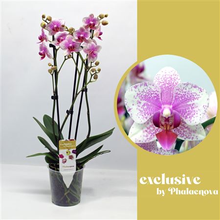Phal 3st Spotted 16+ (phalaenova)