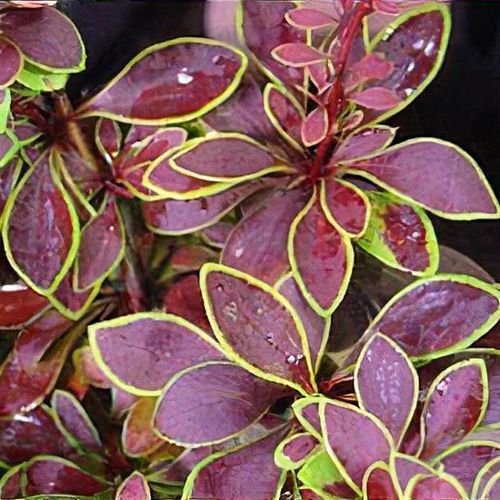 Барбарис тунберга Голден Ринг