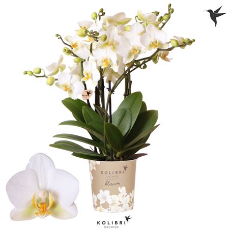 Phal 6st Blossom Lausanne 30+ (ok)