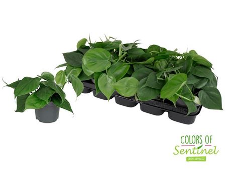 Philodendron Scandens