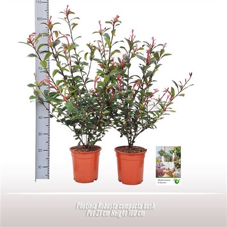 Photinia Robusta Compacta Bush