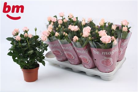 Rosa Light Pink (bm)