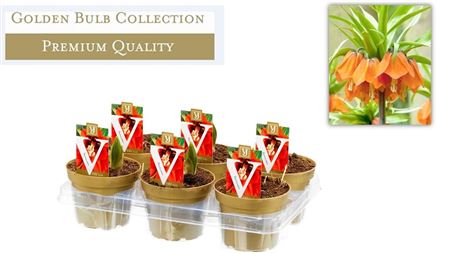 Fritillaria Imperialis (deluxe)