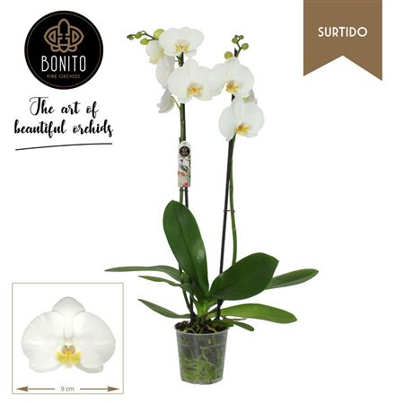 Phal 2st Surtido Nottingham 16+ (bonito)
