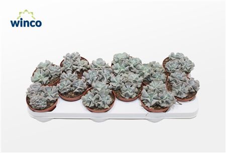 Echeveria Cubic Frost (group)