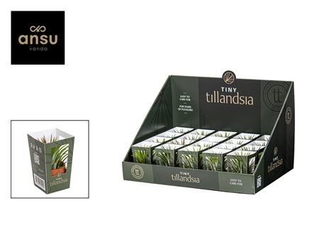 Tillandsia Tiny In Terra Pot