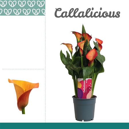 Zantedeschia Orange Morning Sun