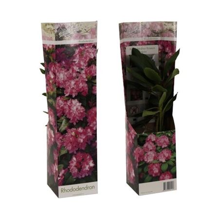 Rhodo Ros Elegans Pink