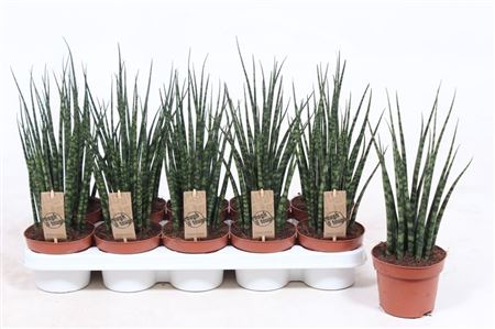 Sansevieria Fernwood Mikado