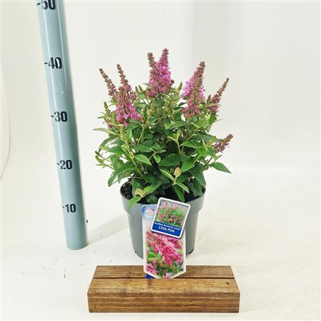 Buddleja Dav Little Pink (butterfly Candy)