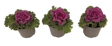 Brassica Curly Red