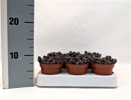 Pleiospilos Nelii Rubra.