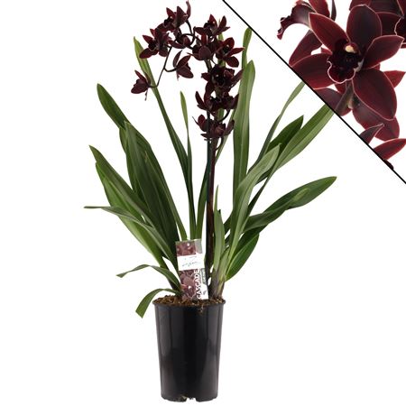 Cymb Cascade Cali Night 1st