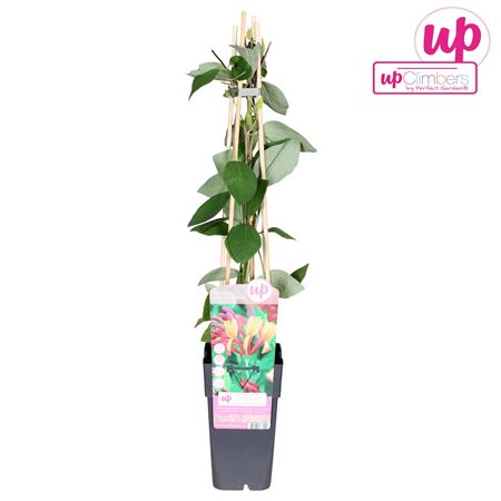 Lonicera Heckrottii Goldflame