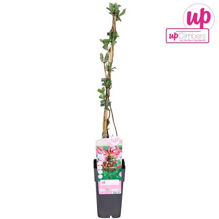 Lonicera Periclymenum Serotina