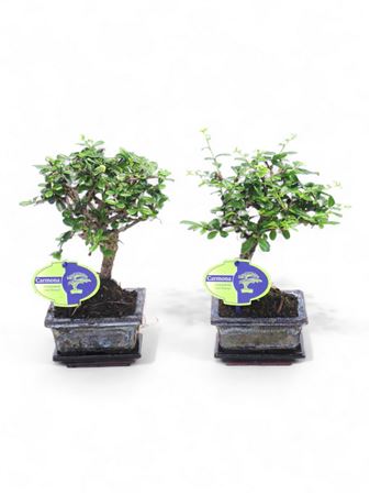 Bonsai Carmona Retusa