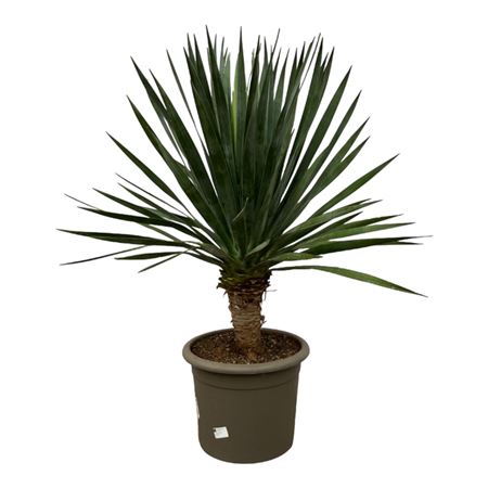 Dracaena Draco