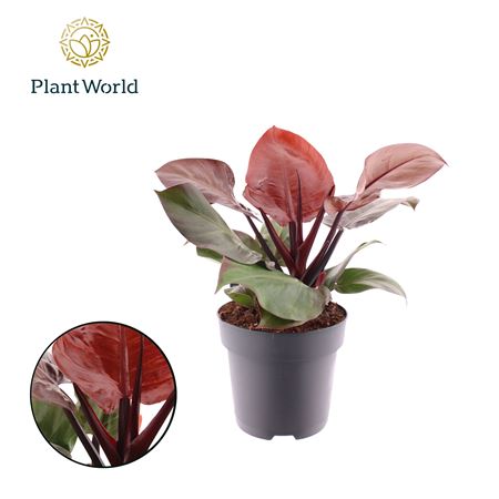 Philodendron Cherry Red