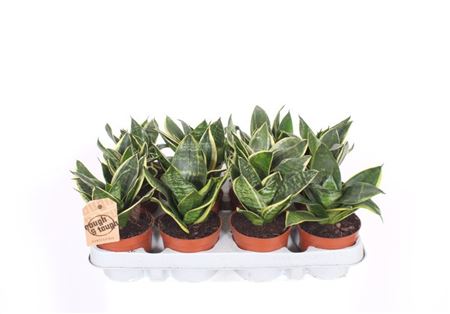 Sansevieria Golden Edge Hahnii