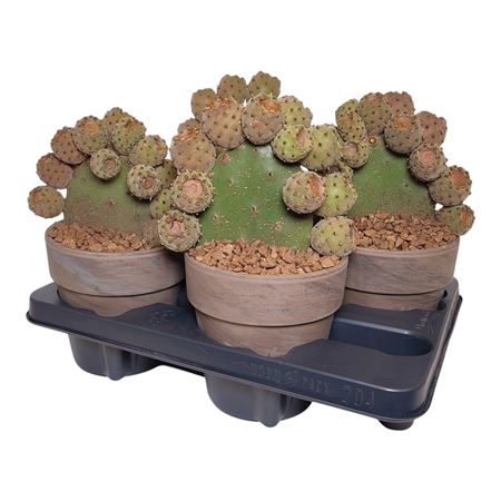 Opuntia Tomentosa In Terracotta