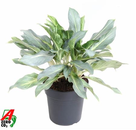 Aglaonema Ghost