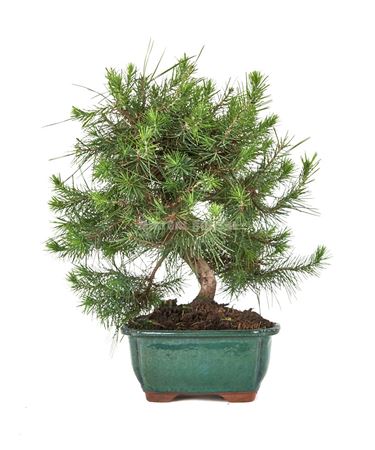 Bonsai Pinus Halepensis S-shape