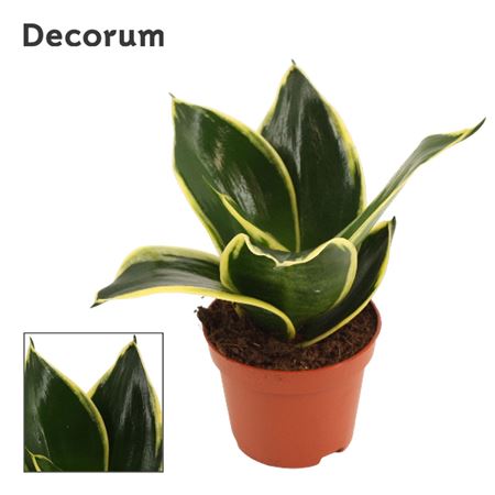 Sansevieria Hahnii Jade Pagoda (dec)
