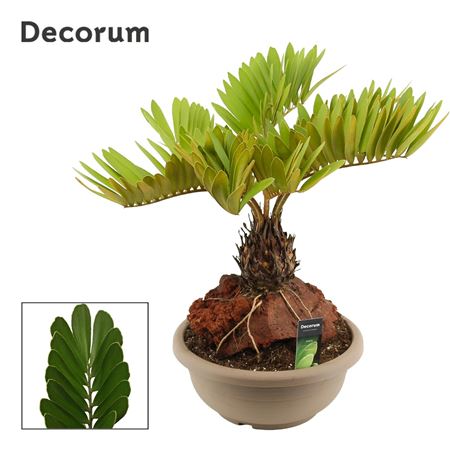 Zamia Furfuracea (decorum)