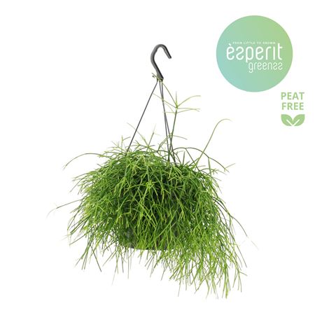 Rhipsalis Oasis Hangpot