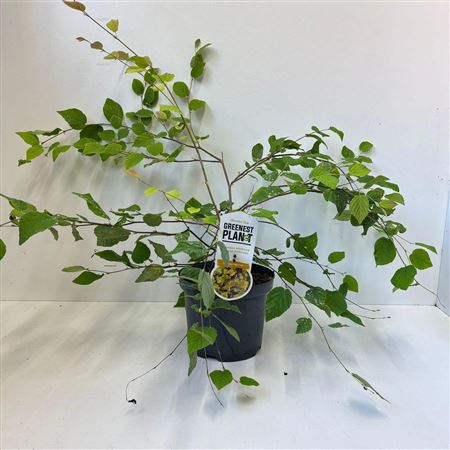 Corylopsis Pauciflora