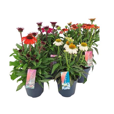 Echinacea Mix Shelf