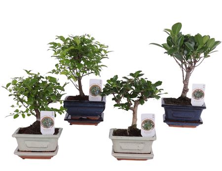 Bonsai Mix In Ceramic With Saucer