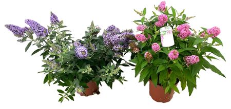 Buddleja