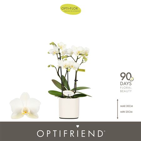 Phal 3st Sandra 15+ In White Lazio (opti)