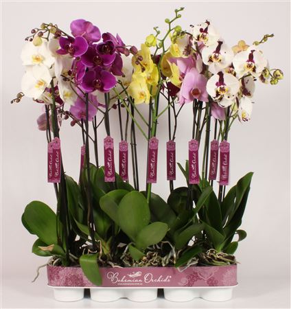 Phal 2st Bohemian Mix 15+ (piko)