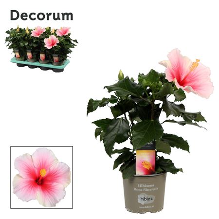 Hibiscus Geisha Bicolor 5+ (decorum)