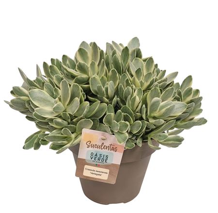 Crassula Swaziensis Variegata