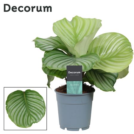 Calathea Orbifolia (decorum)