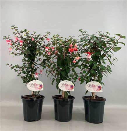 Fuchsia On Stem Mix