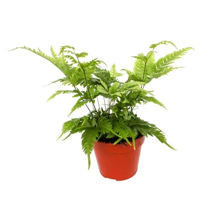 Pteris Fauriei