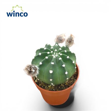 Echinopsis Subdenudata (flowering)